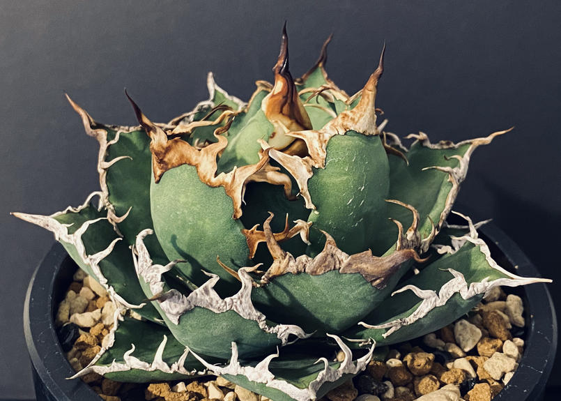 最終値下げ Agave titanota アガベ チタノタ シーザー 凱撒 強刺