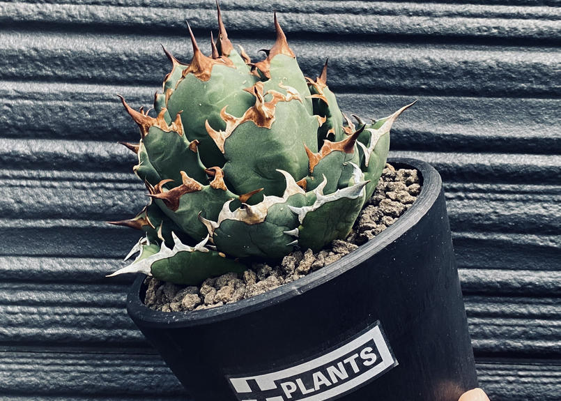 シーリングライト 専用 アガベ チタノタ ナンバーワン 子株 | alamiah