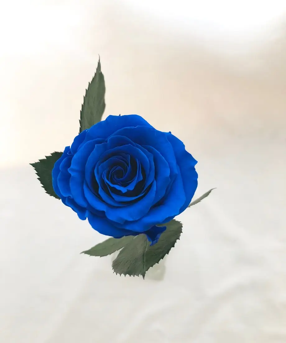 5b111d225496ff6d3d001004