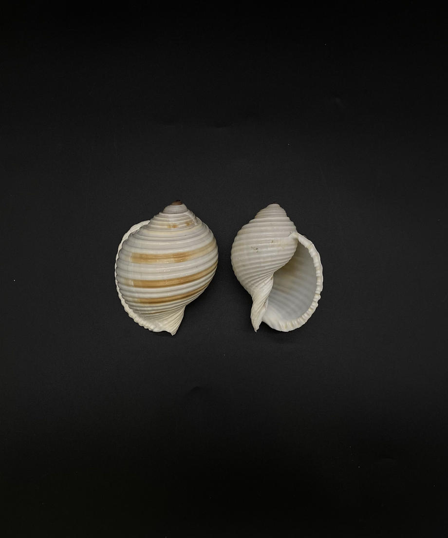 644e09c8c65008009690ad9d