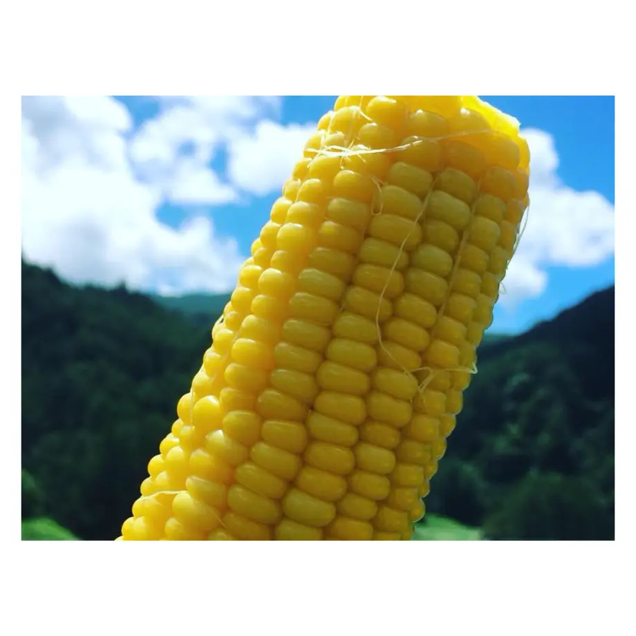 5f0438dd13a48b5f3a7594de