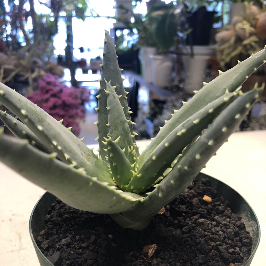 アロエ ピランシー 希少個体 TOKY✖️CACTUS GREEN鉢 ハオルチア 