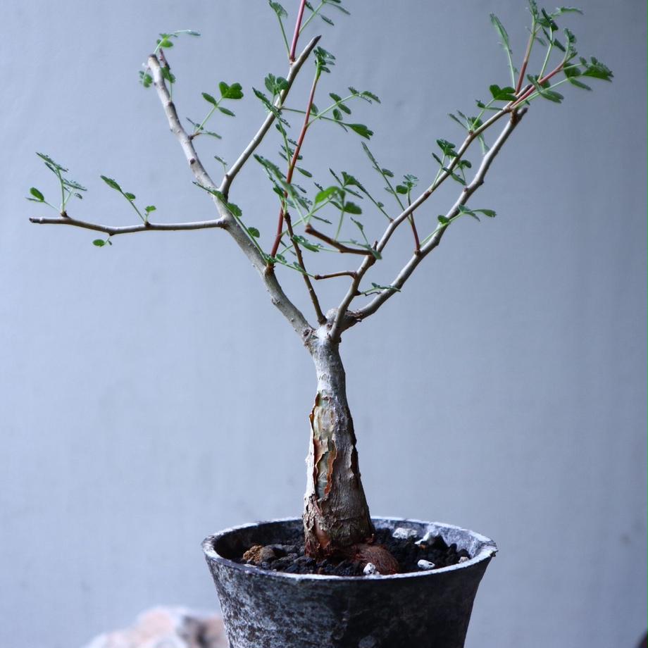 パキコルムス ディスカラー (象の木) Pachycormus discolor n...