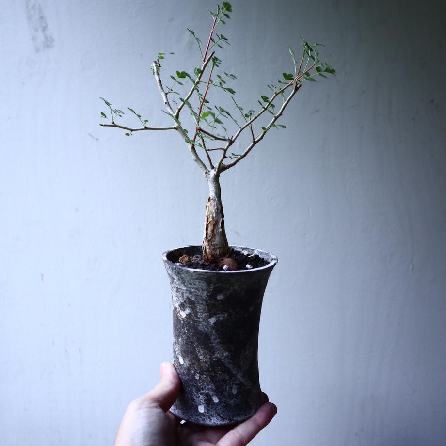 パキコルムス ディスカラー (象の木) Pachycormus discolor n...