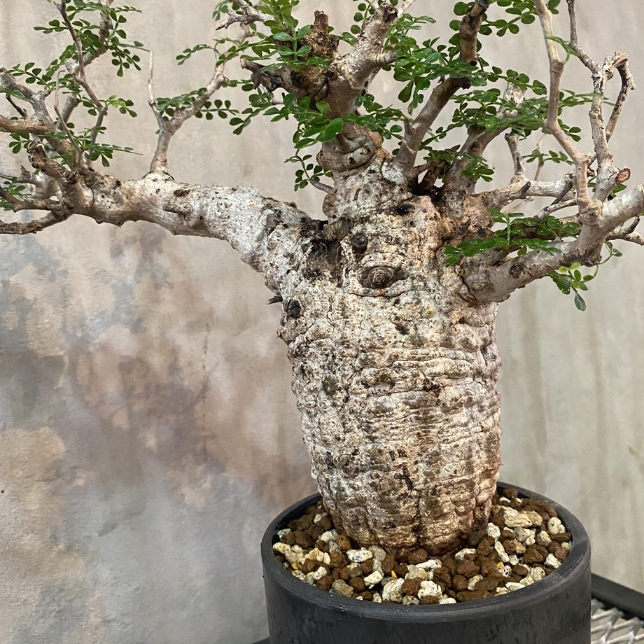 オペルクリカリア パキプス 現地球発根済 1-635