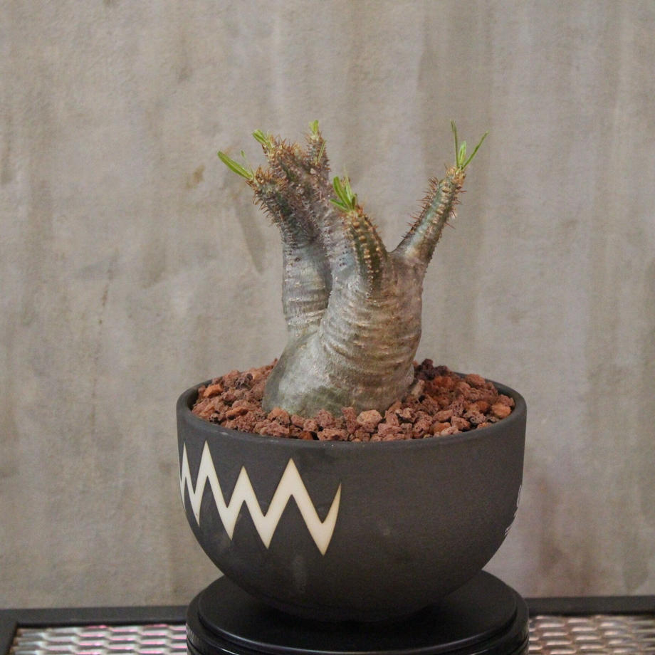 紫③ グラキリス ダブルヘッド 二頭 白肌 2頭 多頭 マルチ - 植物/観葉植物