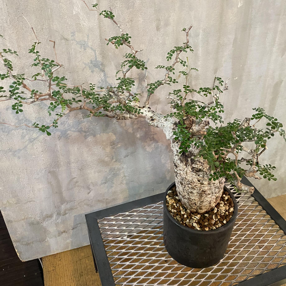 オペルクリカリア パキプス 現地球発根済 1-635