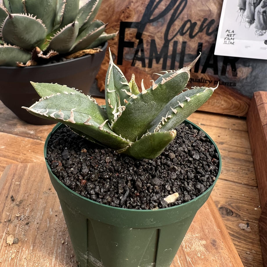 SAD variegata 南アフリカダイヤモンド 錦 極上 発根管理済み｜アガベ 