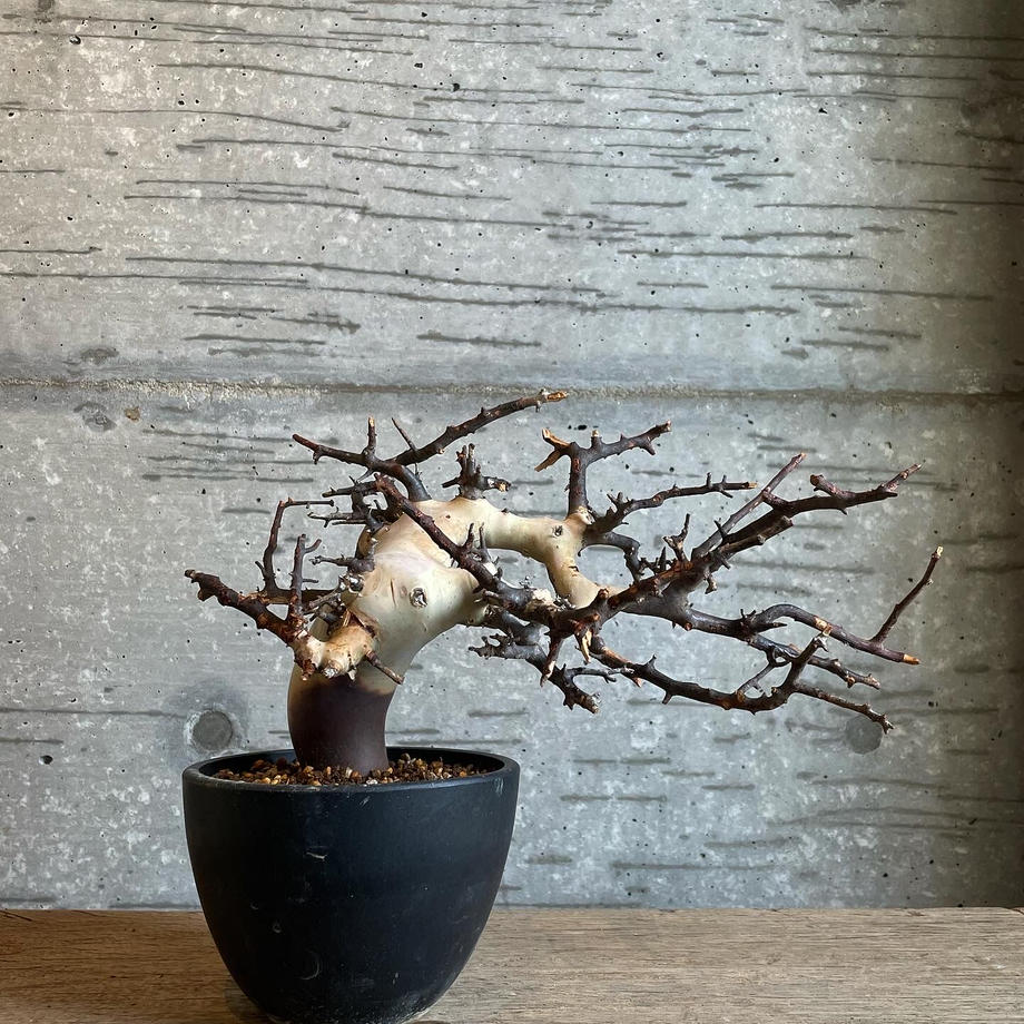 先コメ必要】ソマリア産 コミフォラ カタフ