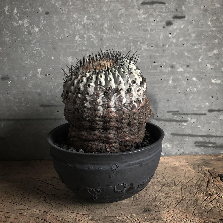 コピアポア シネラスケンス 竜牙玉 現地球 