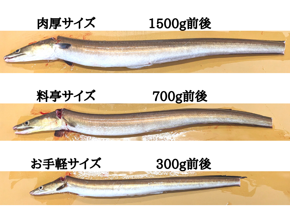 64c5c2af53ee8d30230dfc24