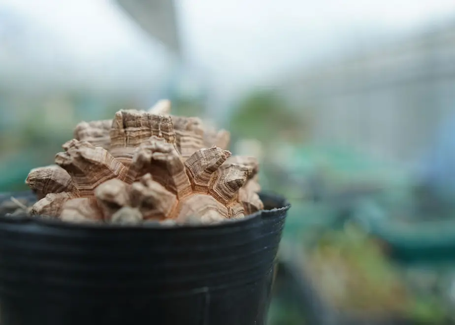 Dioscorea elephantipes亀甲竜種子1000粒南アフリカ産｜ハーブ