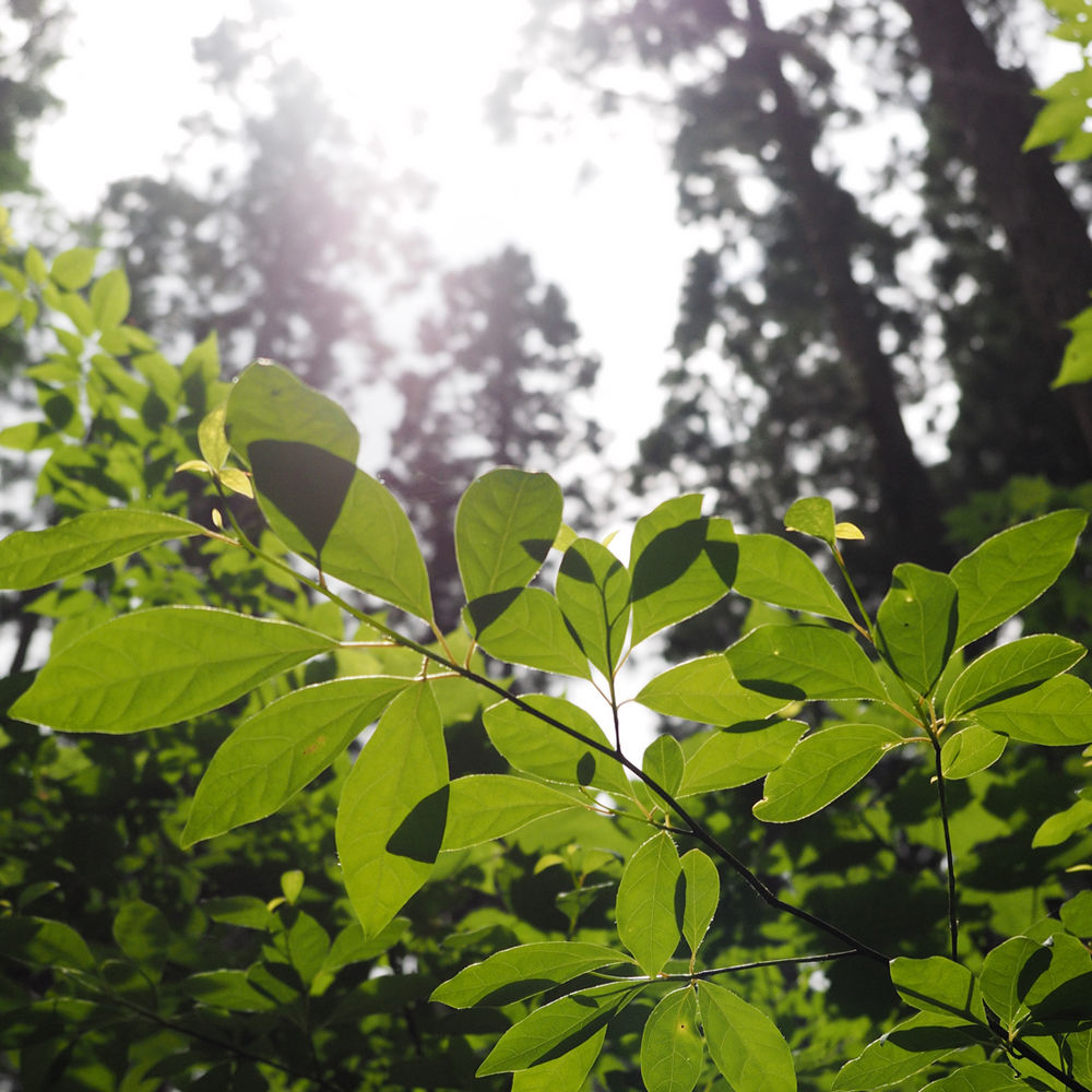 一十八日 クロモジウォーター 100ml 和精油一十八日