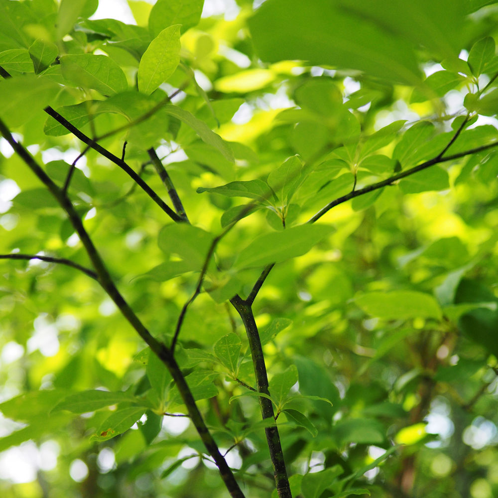 一十八日 クロモジウォーター 100ml 和精油一十八日