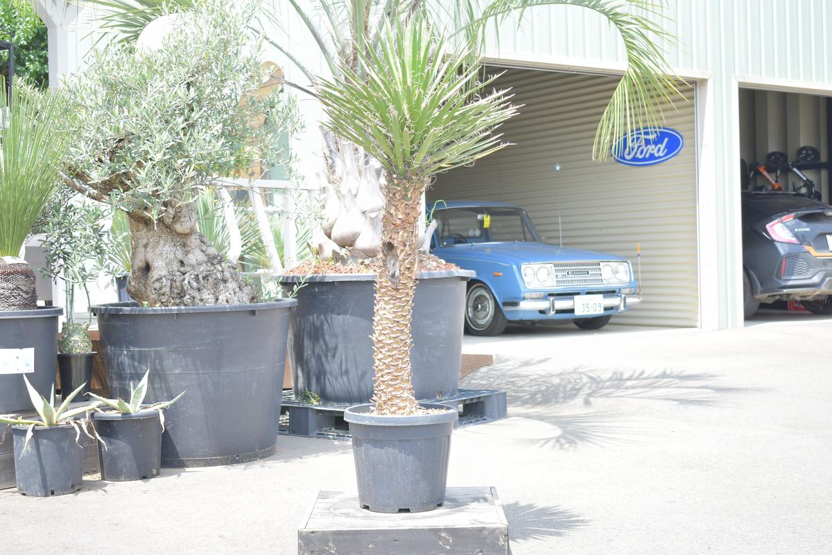 【Yucca filifera】ユッカ・フィリフェラ ACE GARAGE 8 BAC...