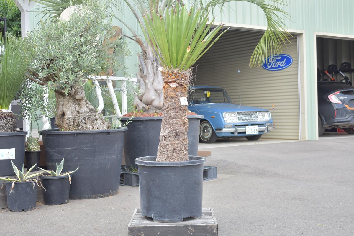 【Yucca carnerosana】ユッカ・カルネロサーナ ACE GARAGE 8