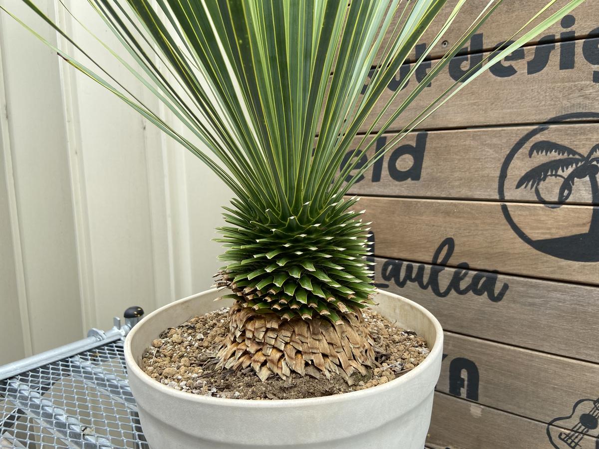 【Yucca rostrata】ユッカ・ロストラータ ACE GARAGE 8 BAC...