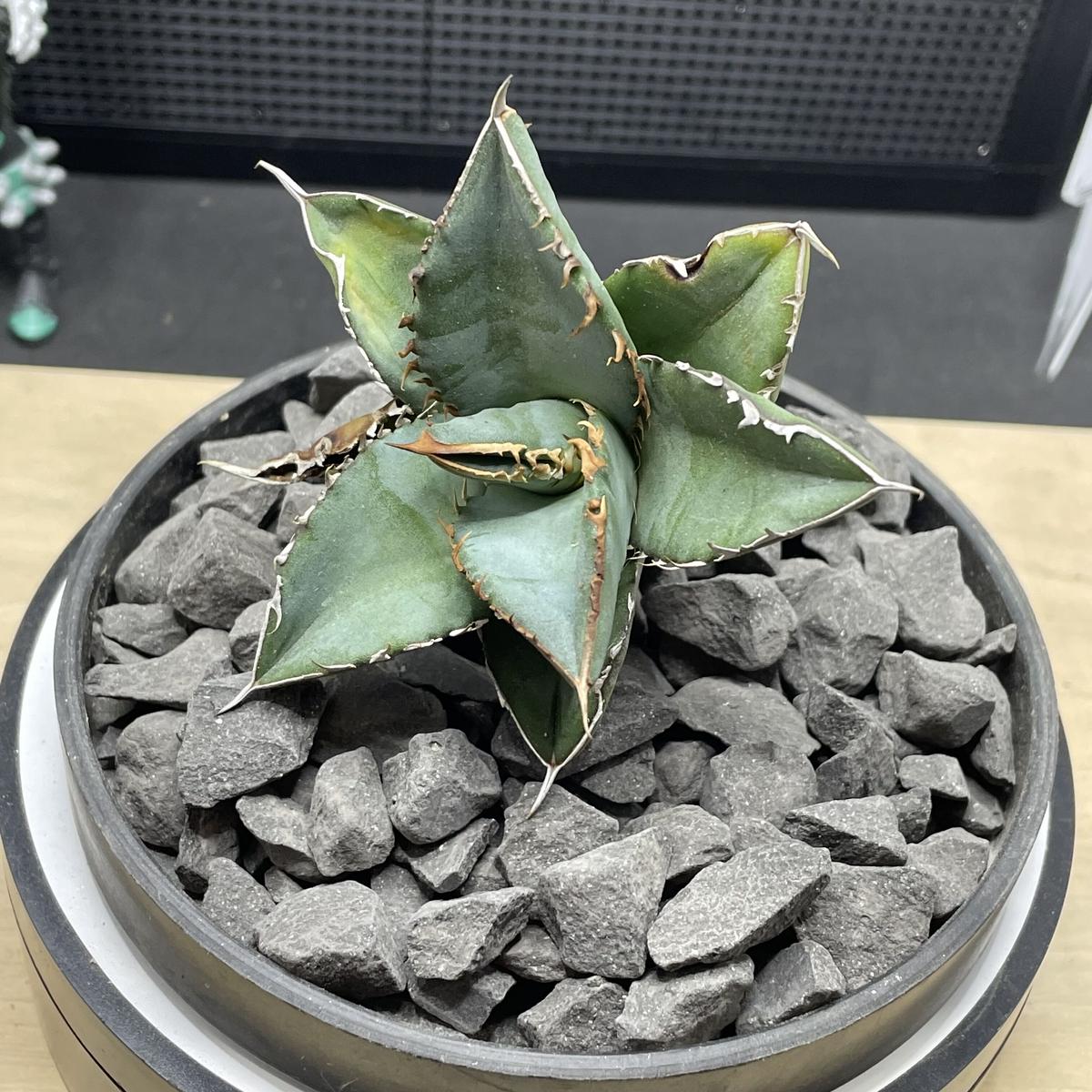 アガベ チタノタ 巧克力之吻 チョコレートキッス 子株