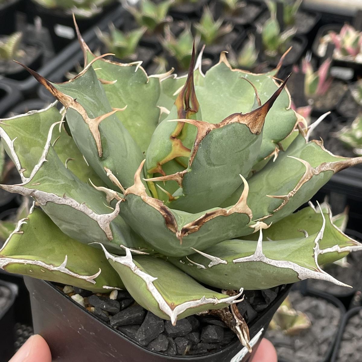 レア？！☆ アガベ agave titanota(low type) | www.chezmoiny.com