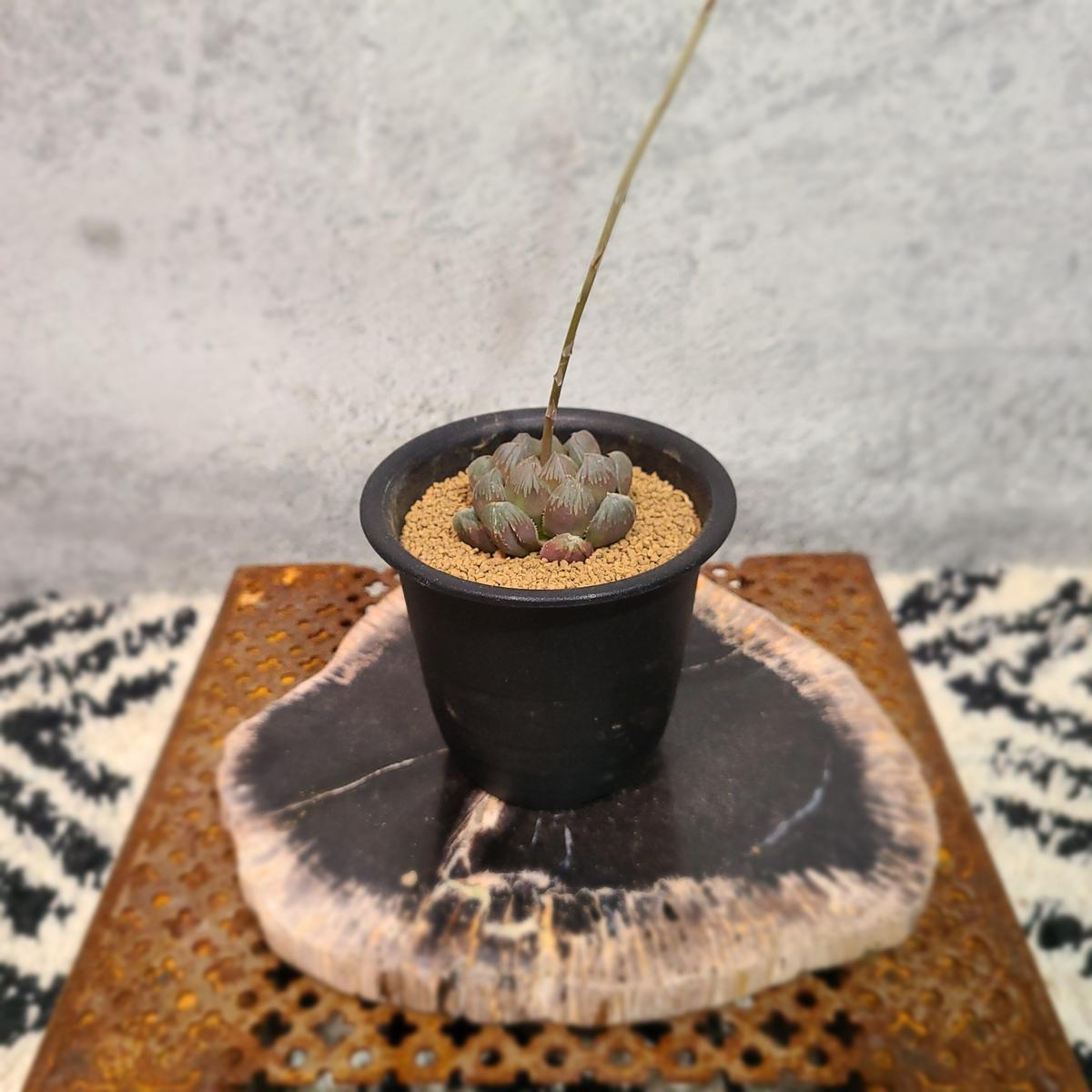 ハオルチア ブラックオブツーサ A Curiosity Of Nature