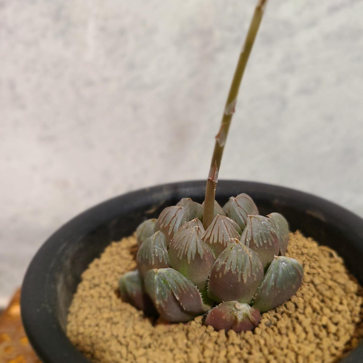 ハオルチア ブラックオブツーサ A Curiosity Of Nature