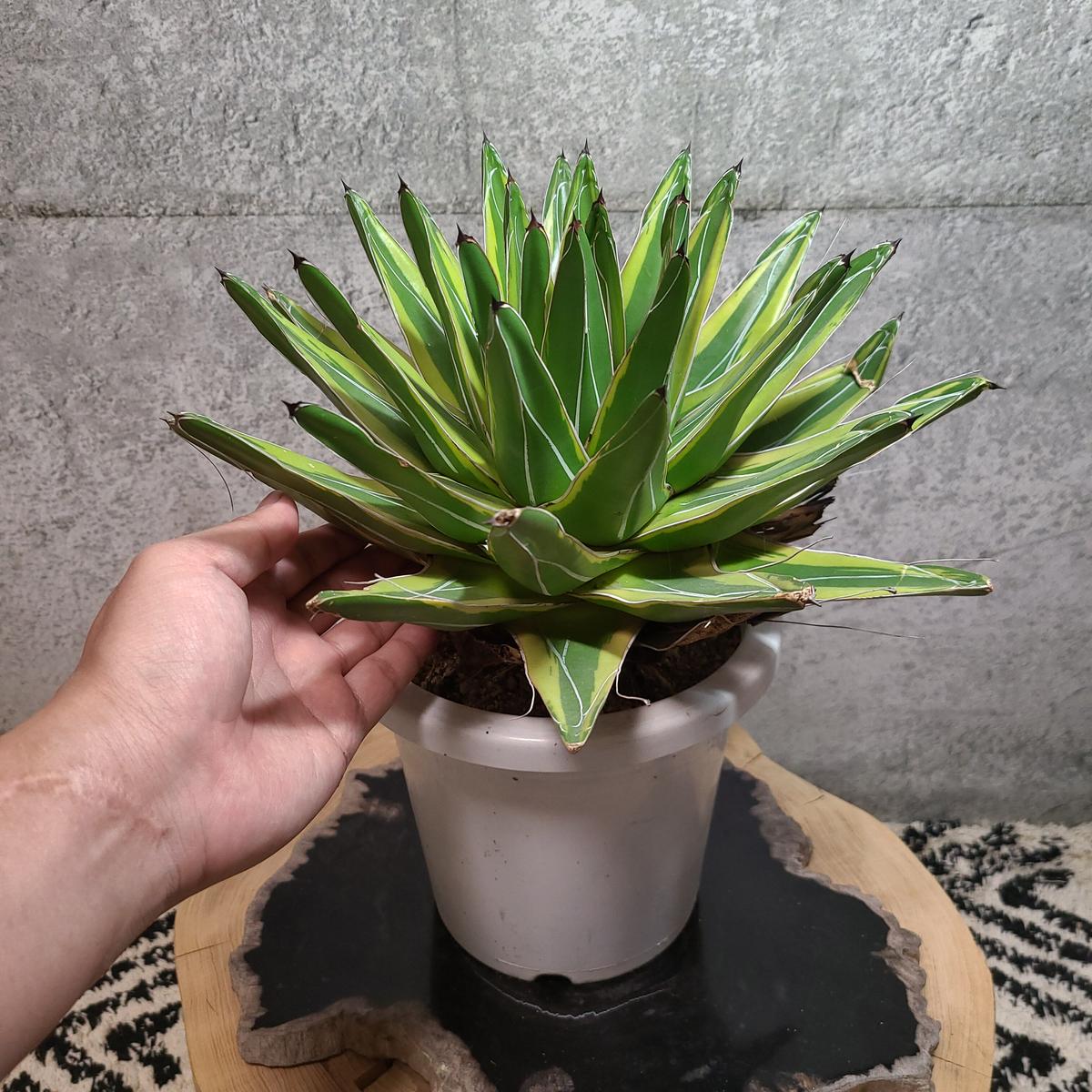 アガベ 笹の雪 鮮明黄色覆輪 A Curiosity Of Nature