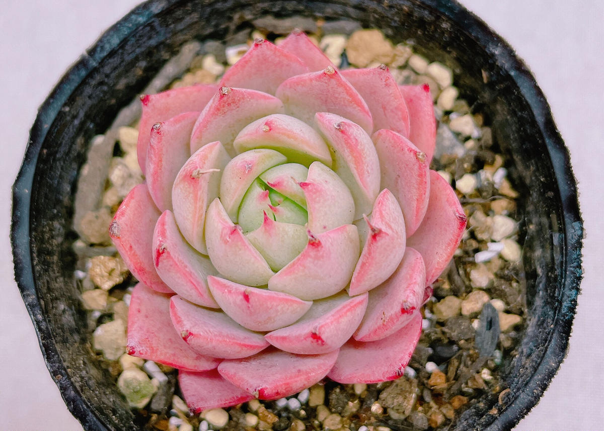 リンゼアナ大群生7頭 多肉植物韓国苗 植物/観葉植物 正規店仕入れの