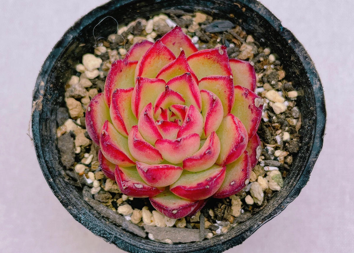 ブラックマウンテン センペルビウム 多肉植物 カット苗 Www Shipsctc Org