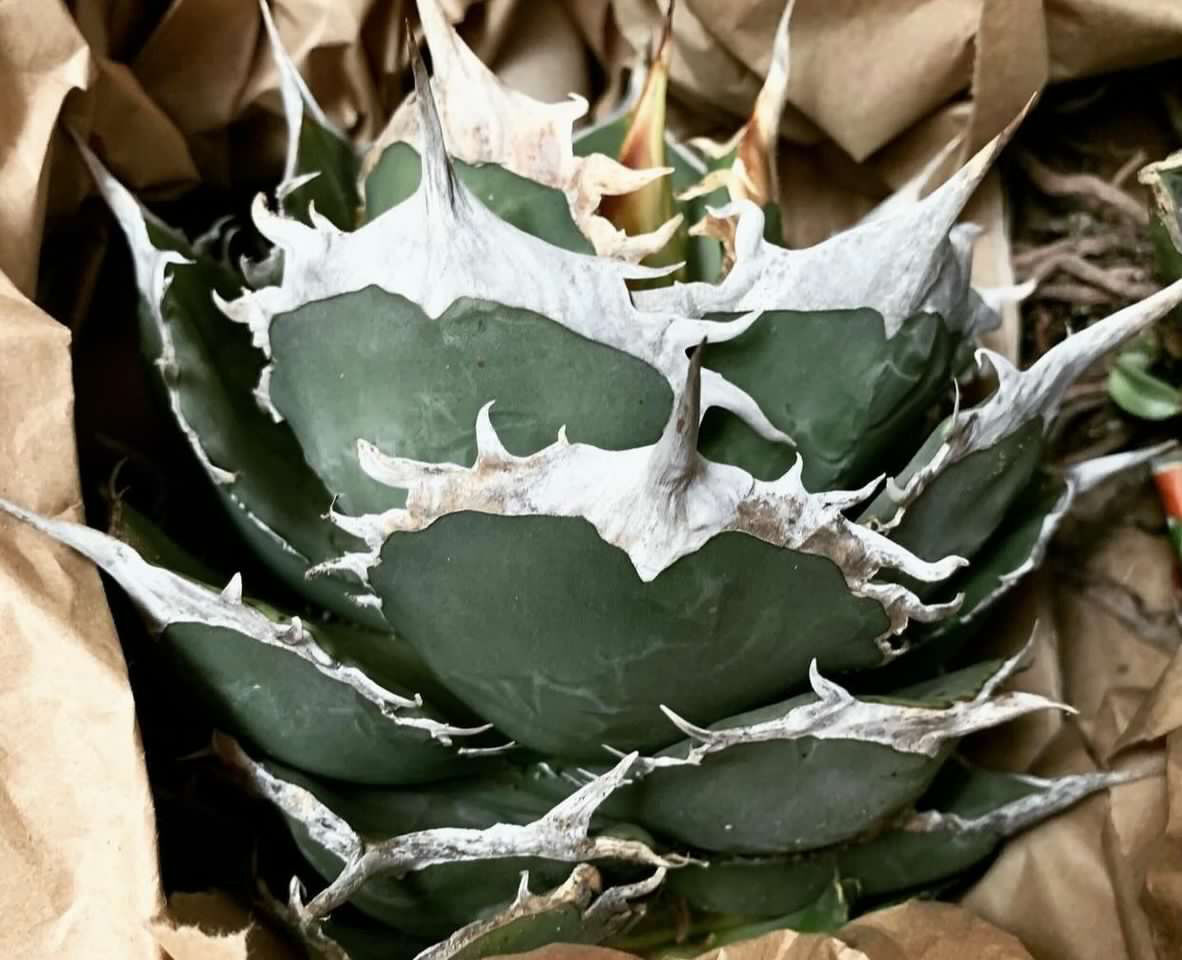 【最終】agave titanota US株 ノーネーム　valiem鉢込み