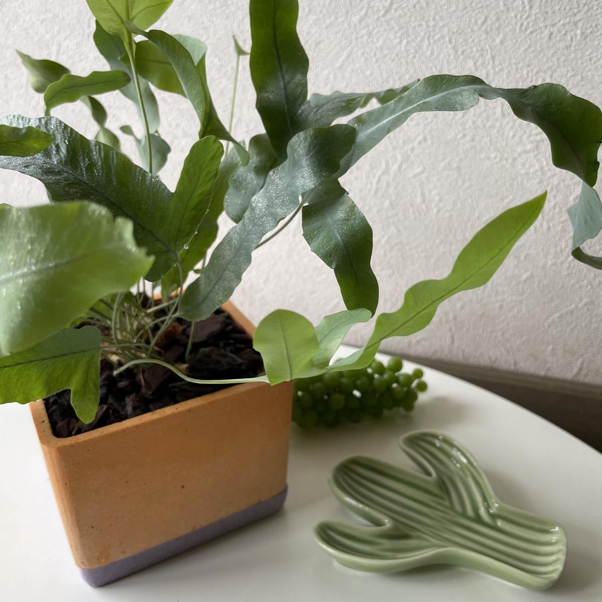 観葉植物 シダ フレボディウム Aiko Florist