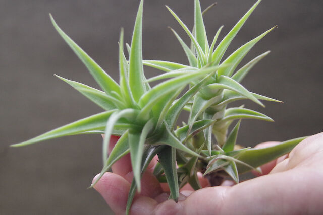 プルプレア クランプ 05号 | air-plants TENGU-DO