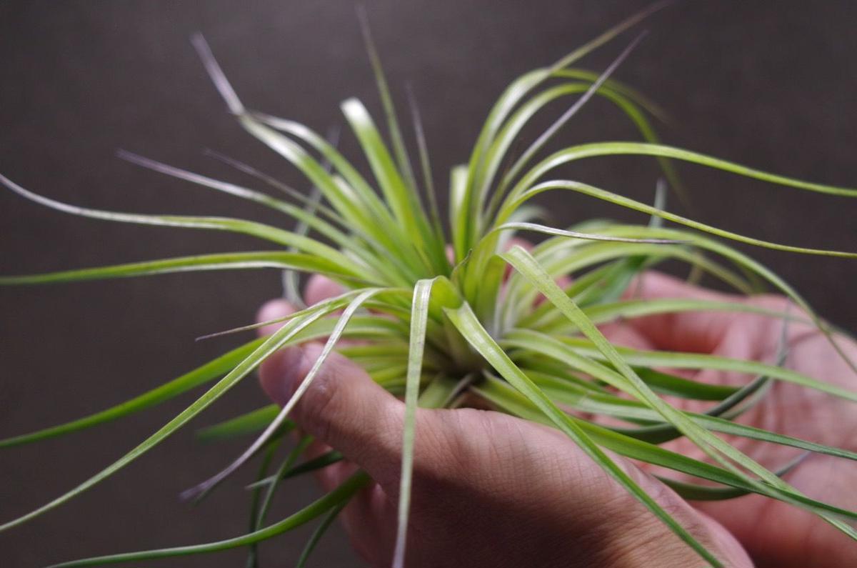 ストリクタ カズンイット 03号 Air Plants Tengu Do
