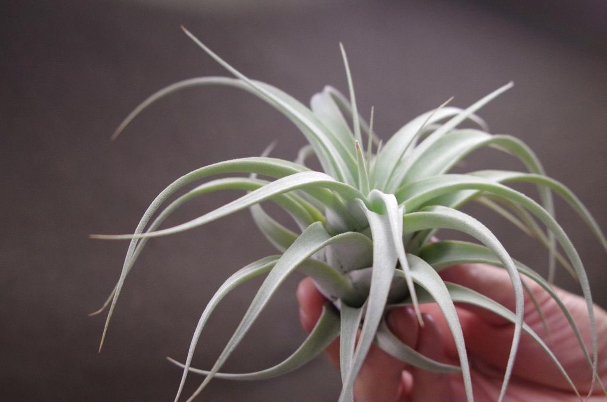 キセログラフィカ コロンビアフォーム 03号 airplants TENGUDO
