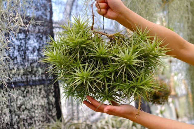 ベルゲリークランプ 特ｌサイズ Air Plants Tengu Do
