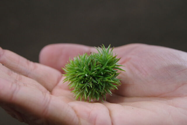 アエラントス テディベア 06号 Air Plants Tengu Do