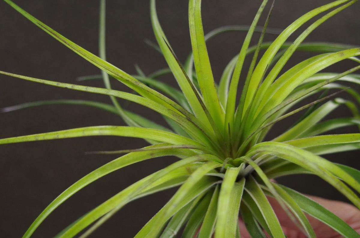 ストリクタ カズンイット 03号 Air Plants Tengu Do