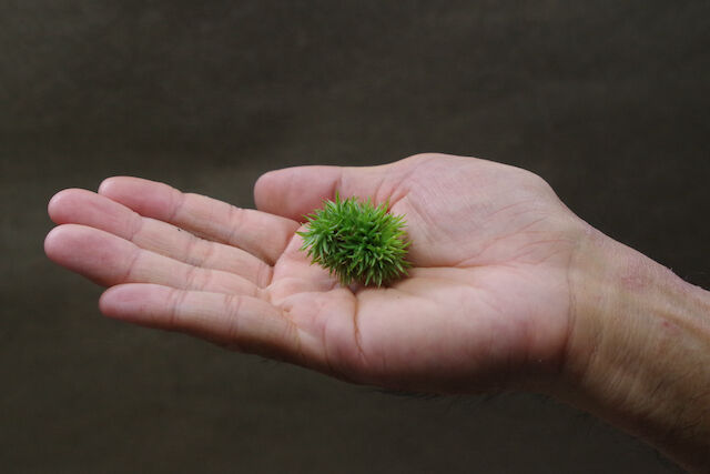 アエラントス テディベア 06号 Air Plants Tengu Do