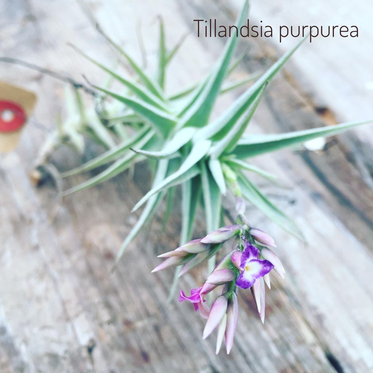 プルプレア クランプ 05号 | air-plants TENGU-DO