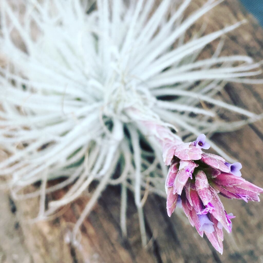 テクトラム Air Plants Tengu Do