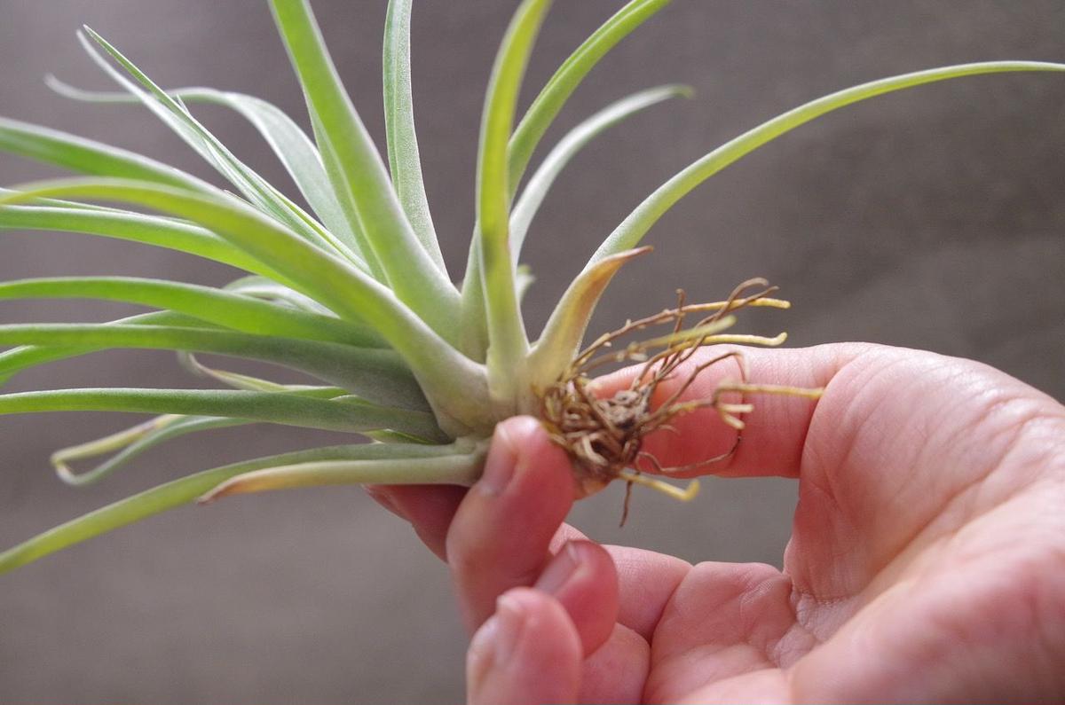 定価から3０ オフ エアプランツ カピタータ イエロー ハリスコモンティコラ 包装無料 送料無料 Pharmascope Org