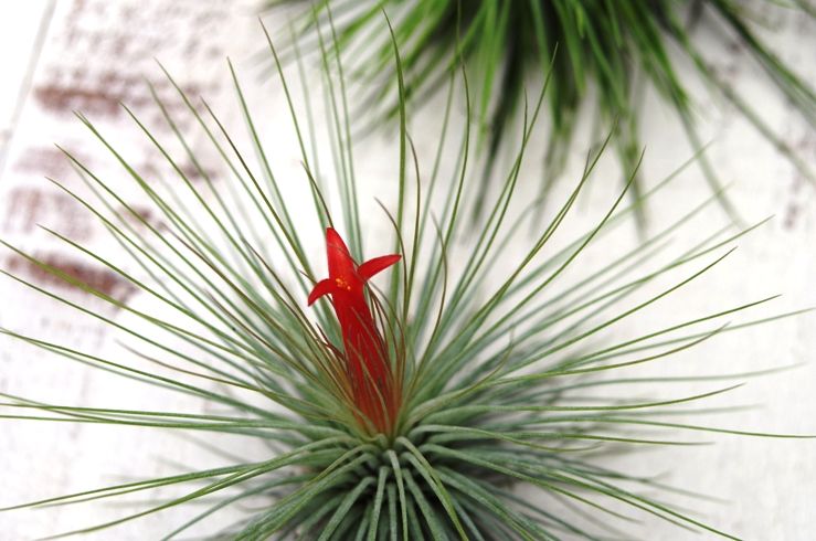 アンドレアナ Air Plants Tengu Do