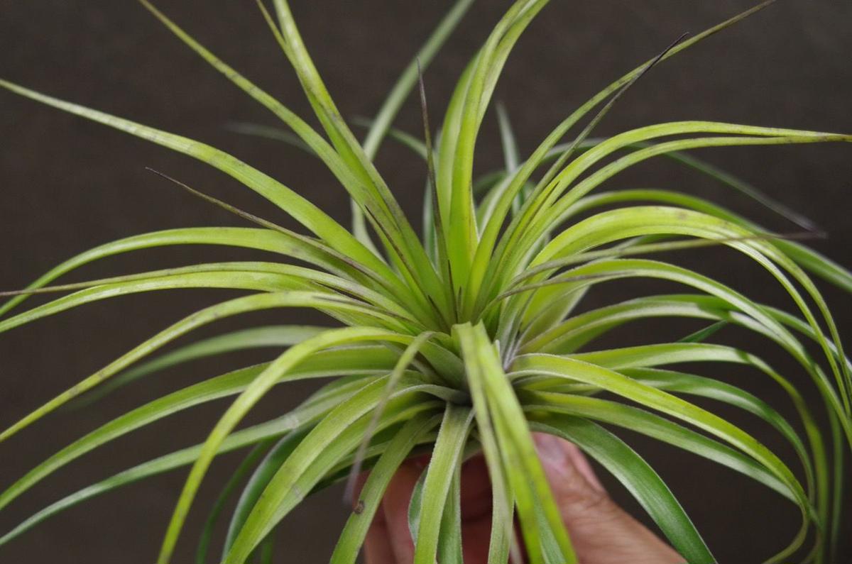ストリクタ カズンイット 03号 Air Plants Tengu Do