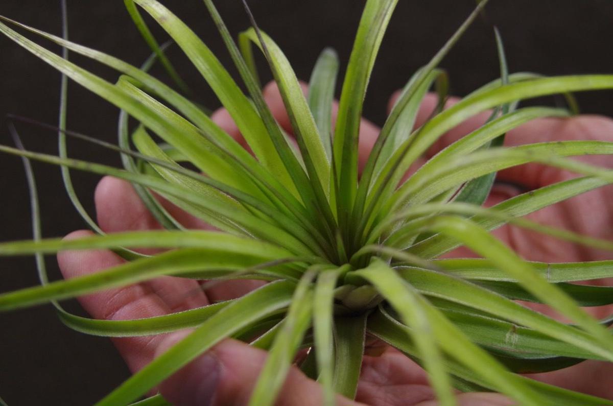 ストリクタ カズンイット 03号 Air Plants Tengu Do