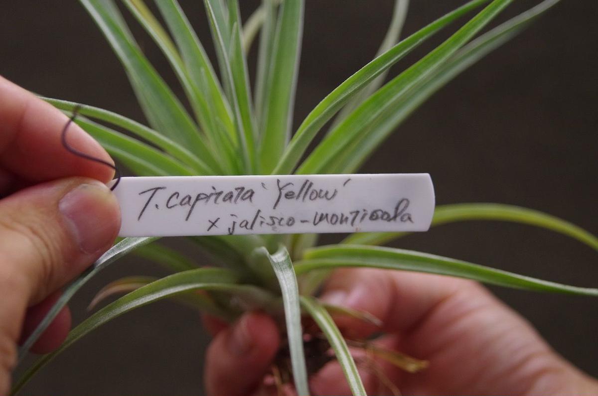 定価から3０ オフ エアプランツ カピタータ イエロー ハリスコモンティコラ 包装無料 送料無料 Pharmascope Org