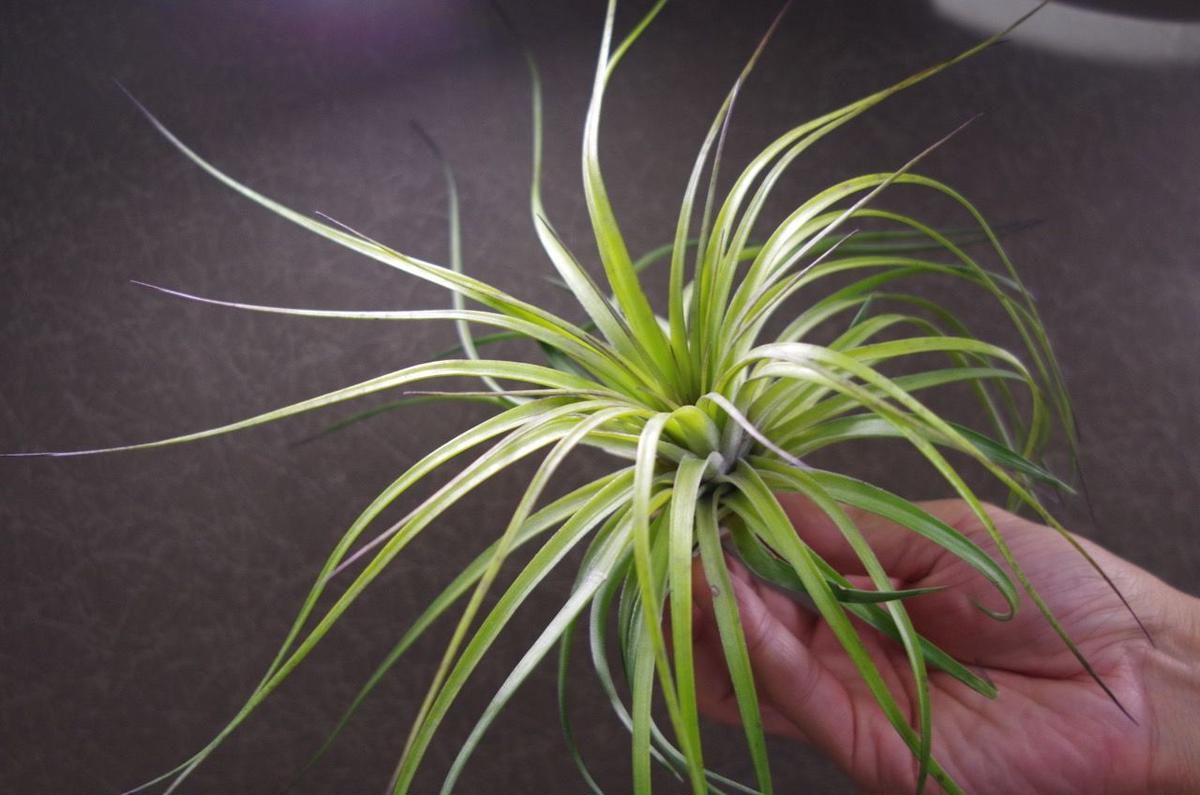 ストリクタ カズンイット 03号 Air Plants Tengu Do