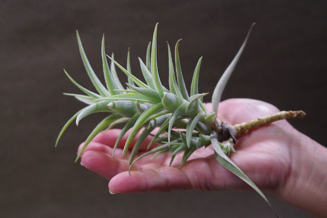 プルプレア クランプ 05号 | air-plants TENGU-DO