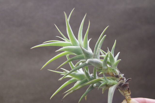 プルプレア クランプ 05号 | air-plants TENGU-DO