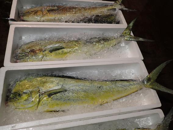 10月 シイラ 鱰 旬の魚のご紹介 赤碕町漁業協同組合