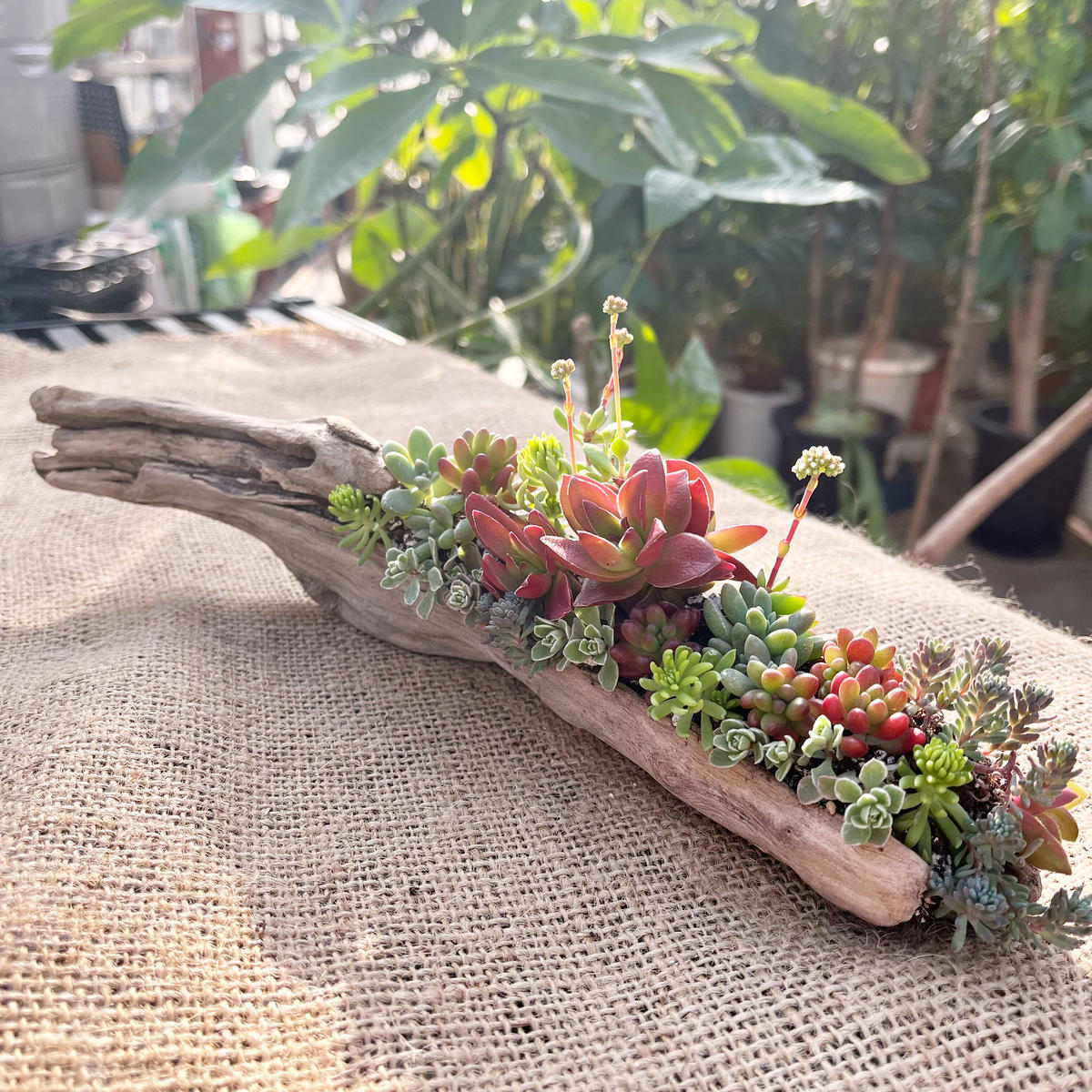 フェイク 多肉植物 寄せ植え 流木 特大サイズ メインテーブル