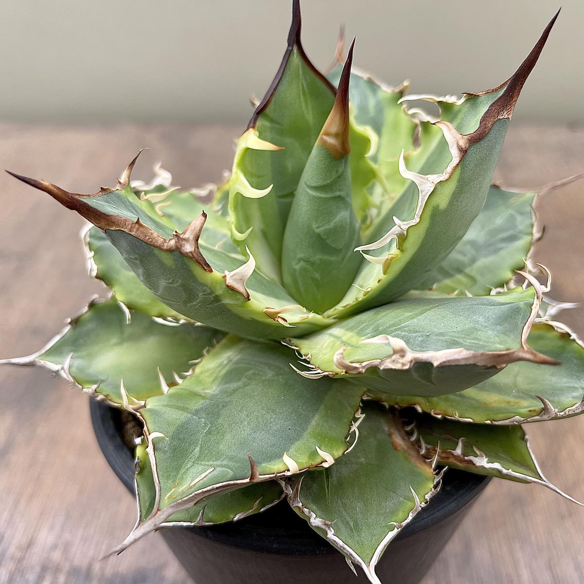 アガベ チタノタ 斑入り Another Country